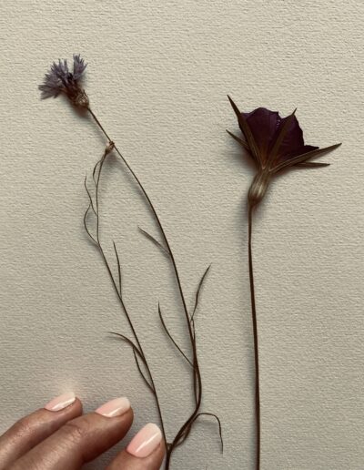 Mooo - Cadre fleurs séchées encre
